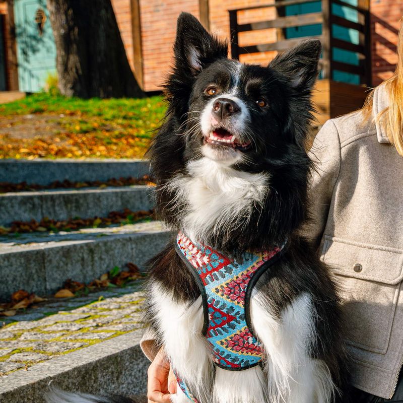 kolekcja Barry King – akcesoria spacerowe dla psów